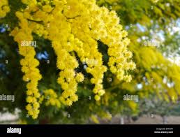 Image result for Acacia dealbata