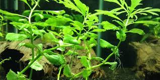 Water Wisteria Plant Cuttings Will Soon Grow Their Own Roots And Develop Into A New Plant If You Keep Cutt Propagating Plants Plant Cuttings Planted Aquarium