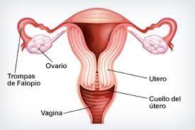 Que Es El Legrado Del Utero O Legrado Uterino