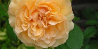Its leaves are particularly attractive. Hybrid Musk Rose Rosa Buff Beauty