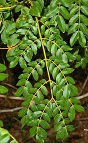 Image result for Guilandina bonduc