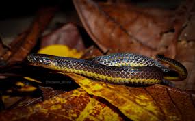 Image result for Atractus discovery