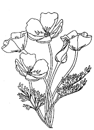 Parcourez notre sélection de dessin coquelicot : Coloriage Bouquet De Fleurs 161045 Nature Album De Coloriages