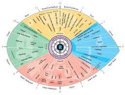 Sclerology Eye Chart Iriscope Iridology Camera