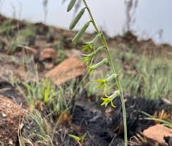 Image result for Dipcadi viride