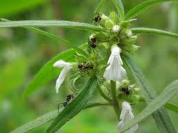 Image result for Leucas