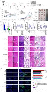 Image result for Hypoxis sp. A (as per FZ 12-3)