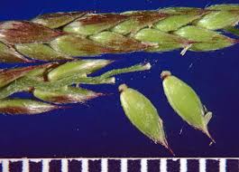 Image result for Eriochloa