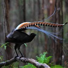 Bird That Sounds Like A Car Alarm Uk Pin By Mik S Pics On Tattoo Ideas Birds Australian Birds Animals