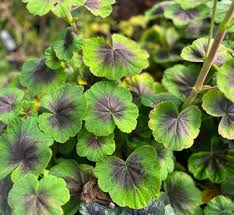 Image result for Pelargonium domesticum round-leaved bushy