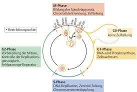 Zellzyklus mitose interphase g1 phase, zyklus, anaphase, winkel, bereich png. Zellzyklus Flashcards Quizlet