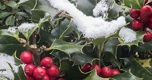 Meistens bedeutet es, … … dass man etwas nicht selbst macht. Top 15 Winterharte Kubelpflanzen Vivanno