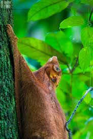 The sunda flying lemur (galeopterus variegatus) and the philippine flying lemur (cynocephalus volans). Irvin Tmd Photography The Sunda Malayan Flying Lemur Or Malayan Colugo The Malayan Colugo Is One Of The Few Species Of Mammals That Can Be Found In Singapore They Are Nocturnal