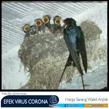 See more of harga sarang burung walet terkini on facebook. Ekspor Sarang Walet Meningkat 12 Miliar Setelah Sempat Anjlok
