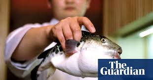 This is due to the water that the fish sharply absorbs into itself. How To Prepare The World S Deadliest Dinner Food The Guardian