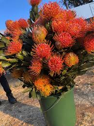 Image result for Protea micans