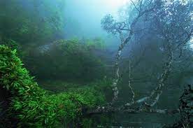 ส งหาคม ชมผาเด ยวดายไปด ท งหญ าข าวก ำ เขาใหญ ป าใกล กร ง จ นครราชส มา ฤด ฝนบนเขาใหญ ม ของด ซ อนไว ให ไปค นหา ค อหน าผาเด ยวดายแหล งชมว วป าดงพญาเย นอ นย