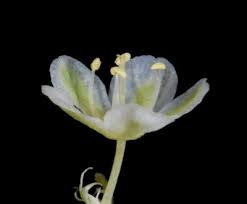 Image result for Psammotropha myriantha