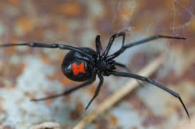 Mind you for a newborn spider a poorly sealed space is very very tiny. Spiders Identification Prevention Guide Spiders In Greater Las Vegas