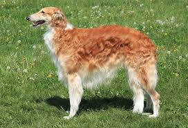 So, it's required to maintain the building greyhound running at an excellent pace. Borzoi Dog Breed Profile Your Dog