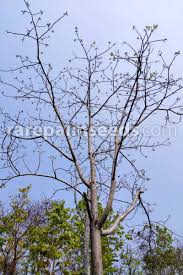 Image result for Lannea schimperi