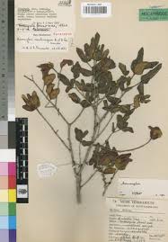 Image result for Warneckea