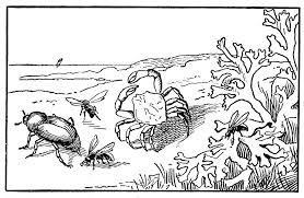 You can introduce the child to different animals in coloring pages on our website. Free Printable Ocean Coloring Pages For Kids Drawing With Crayons