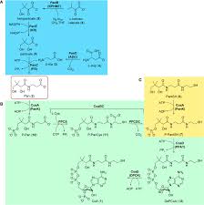 Magi colour 4695 driver : Frontiers Vitamin In The Crosshairs Targeting Pantothenate And Coenzyme A Biosynthesis For New Antituberculosis Agents Cellular And Infection Microbiology
