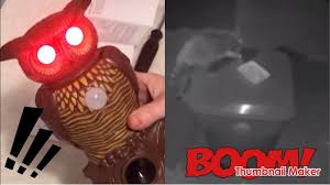 Owl alert is a fantastic way to target unwanted creatures today! Owl Alert Pest Control Motion Sensor Lights And Sounds Will It Scare Away Racoons Owlalert Youtube