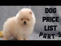 Pomeranian dog breed information : Dog Price List In India 2020 Puppy Price List Puppy Price In India Youtube