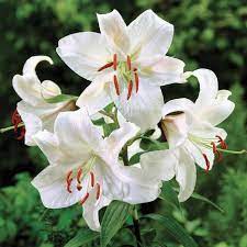Casa Blanca Lily In 2020 Oriental Lily Night Blooming Flowers Lily Flower