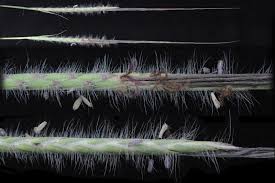 Image result for Heteropogon melanocarpus