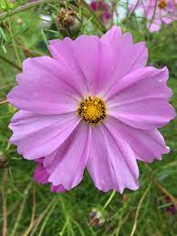 Today S Daily Flower Flowers Nature Purple Flowers Beautiful Flowers