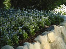 Before you buy your next live plant, consider whether your home offers bright or low light. How To Plant And Grow Forget Me Not Flowers Hgtv