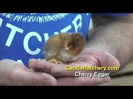 Many hatcheries sell 'ameraucana' chickens or various misspellings of this name. Baby Chicks For Sale Cherry Egger Chicken Breed Cackle Hatchery Youtube