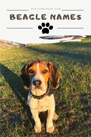 Luckily, we have rounded up some great options for … Beagle Names 100 Names For Beagle Puppy Dog Name Hero Beagle Names Dog Names Puppy Names