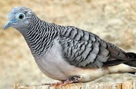 Check spelling or type a new query. Teknik Kita Pakan Untuk Burung Perkutut Lokal