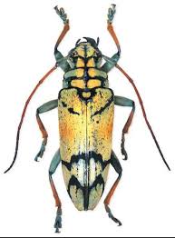 Black And Yellow Longhorn Beetle 