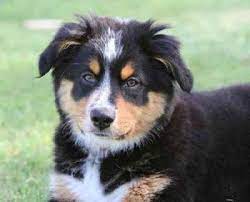 The bernese mountain dog is friendly, vigilant, and very loyal to its family. Bernese Mountain Dog Australian Shepherd Mix Gorgeous And Intelligent 10 Photos Bernese Love
