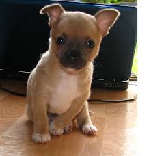 Check spelling or type a new query. Light Brown Teacup Chihuahua Novocom Top