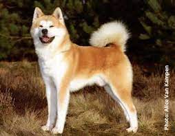 The Akita Is Dignified Fearless And Very Loyal To His Owner Akita Puppies Akita Dog Japanese Dogs