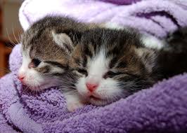 Dan heb je geluk, want hier zijn ze. Does Your Cat Need A Friend Benefits Of Adopting A Second Kitty And What To Consider One Green Planet