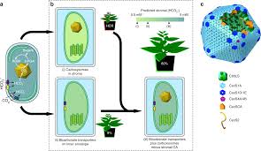 Maybe you would like to learn more about one of these? Carboxysome Encapsulation Of The Co2 Fixing Enzyme Rubisco In Tobacco Chloroplasts Nature Communications