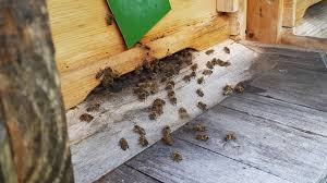 Bienen halten, die wichtigsten tipps🐝 bienen 1x1👍 in diesem video bekommt ihr tipps rund um die biene, hauptsächlich tipps für anfänger von patrick (mika. Bienen Halten Im Garten Bienen 1x1 Fur Anfanger Youtube