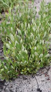 Image result for Diospyros chamaethamnus