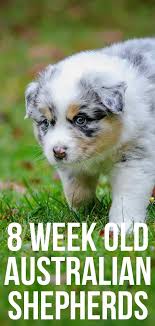 They are likely to sleep after a period of activity and then wake up refreshed here are some helpful tips to make sure your puppy gets the best sleep possible. 8 Week Old Australian Shepherds Bringing Home Your Happy Puppy