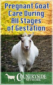 Ways To Expectant Understand Women Infertility As Well As Means To Conquer Goat Care Goats Pregnant