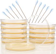 The chord will pop up on the ukulele fretboard and diagrams will appear below. Amazon Com Nutrient Agar Science Project Kit By Evviva Sciences Prepoured Agar Plates Makes Science Projects A Breeze Superior Performance Ideal For Students Experiment Ebook Included Toys Games