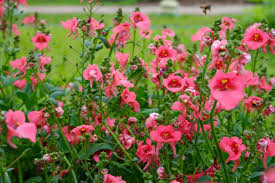 Image result for Diascia