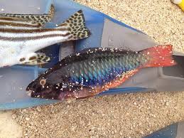 Authentic filipino food recipes from philippines. Fishing The Philippines 6 N R Articles Puertoparrot Com